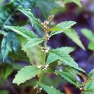 100 Water Horehound Seeds