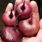 30Red Geneva Onion Seeds