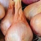20 Shallot Val Aux Vents Seeds