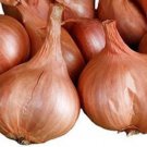20 Shallot Ed'S Red Seeds Organic