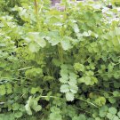 200 Herb Salad Burnet Seeds
