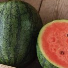 50 Natsu Cocoa Watermelon Seeds