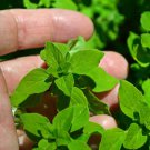 500 Herb Sweet Marjoram Seeds