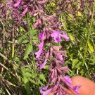 100 Rose Mint Seeds