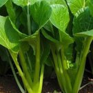 1000 Tender Green Spinach Mustard Seeds