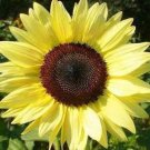 25 Lemon Queen Sunflower Seeds