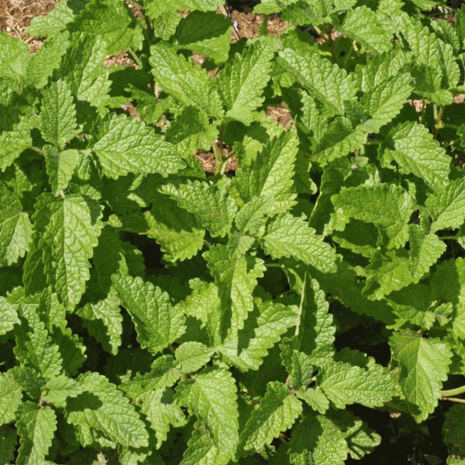 200Herb Lemon Balm Seeds