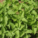 200Herb Lemon Balm Seeds