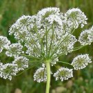 200 Herb Anise Seeds