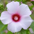 50 Rose Mallow Seeds
