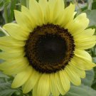 10 Procut Lemon Sunflower Seeds