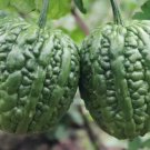 10 Green Apple Bitter Melon Seeds Pick In 65 Days