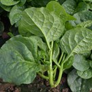 50 Malabar Spinach Big Round Leaf Seeds