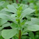 100 French Green Leaf Purslane Seeds