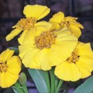 20 Mexican Mint Marigold Herb Seed