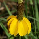 100 Long Headed Coneflower Seeds