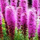 25 Dense Blazing Star Seeds