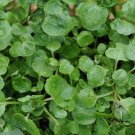 200Herb Watercress Seeds