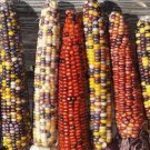 50 Rainbow Ornamental Corn Seeds