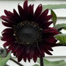 20 Black Beauty Sunflower Seeds