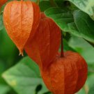 50Chinese Lantern Seeds