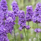 50Herb Lavender Common English Seeds