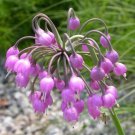 50 Nodding Onion Seeds