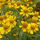 100 Sneezeweed Wild Flower Seeds