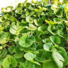 100 Gotu Kola Centella Asiatica Seeds