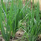 50 Japanese White Scallion Bunching Onion Seeds