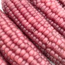 50 Early Pink Pearl Popcorn Seeds