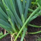 50 White Welsh Onion Seeds