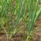 50 Japanese Heshiko Onion Seeds