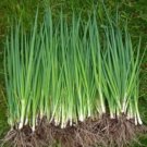 1000 Evergreen White Bounching Onion Seeds