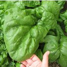 500 Giant Nobel Spinach Seeds