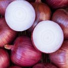 Sossa Di Milano Onion 50 Seeds