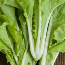 Chinese 500 Cabbage Tokyo Bekana Seeds