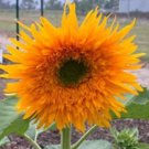 20 Double Quick Sunflower Seeds Organic