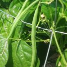50 Beans Calima Bush Seeds