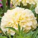 50 Marigold Moonlight Seeds