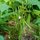 100 French Masai Bush Bean Seeds