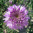 25 Rocky Mountain Bee Plant/ Spider Flower Seeds