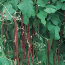 Red Noodle Bean 20 Seed