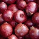 Organic Di Milano Onion 20 Seeds