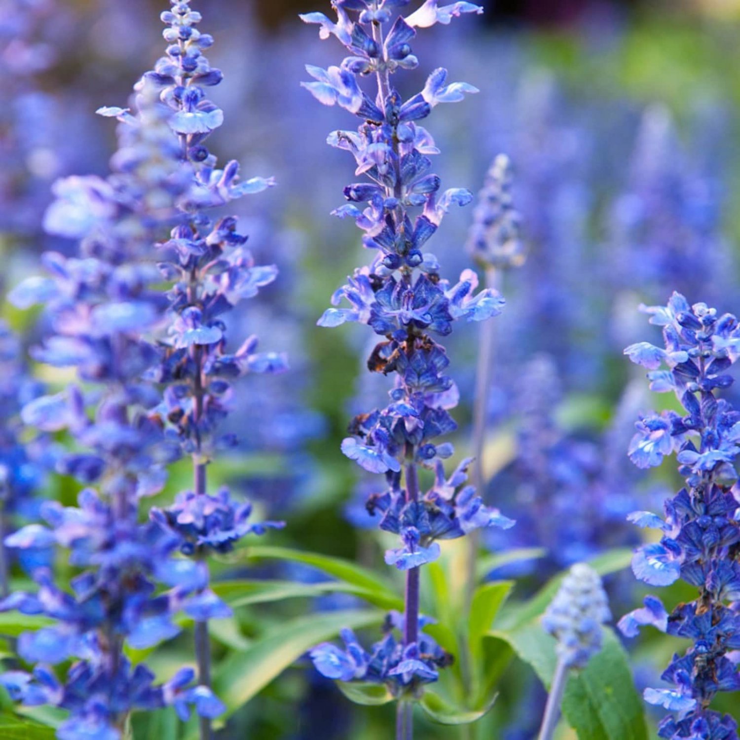 200 Hyssop Seeds