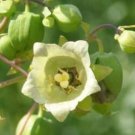 25 Codonopsis Seeds