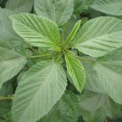 100 Egyptian Spinach Seeds
