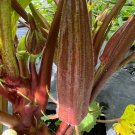 50 Okra French Quarter Red Seeds
