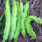 20 Winged Bean Seeds