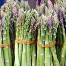 100Asparagus Uc 72 Seeds